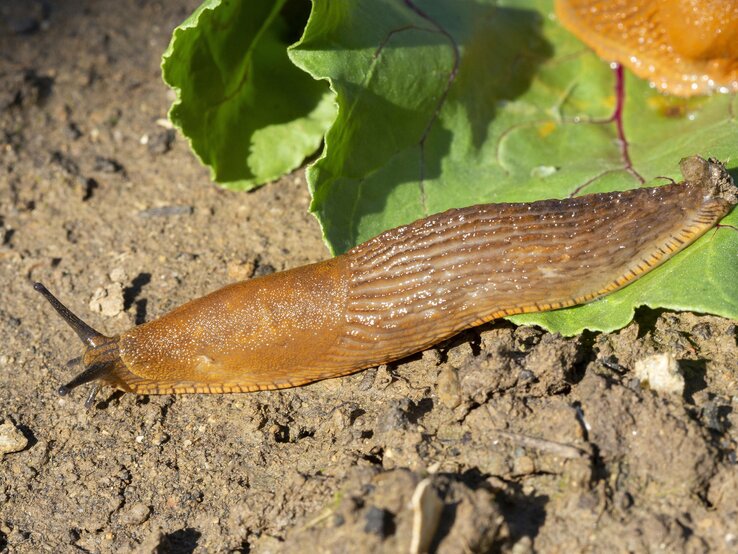 Schnecken im Gemüsegarten? Welche Flocken besser als Schneckenkorn sind